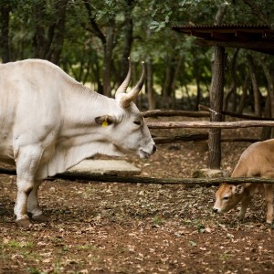 The Meat of the Istrian Ox – boškarin