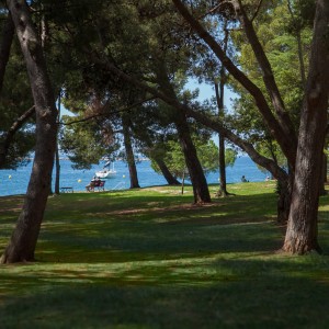 Walking In the shade of the evergreen (Poreč - Plava Laguna)