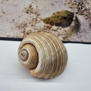 Exhibition: Treasures of the Adriatic Underwater