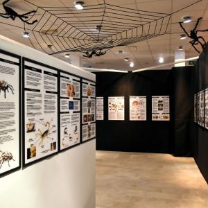 Ausstellung: ArachnoTerra 