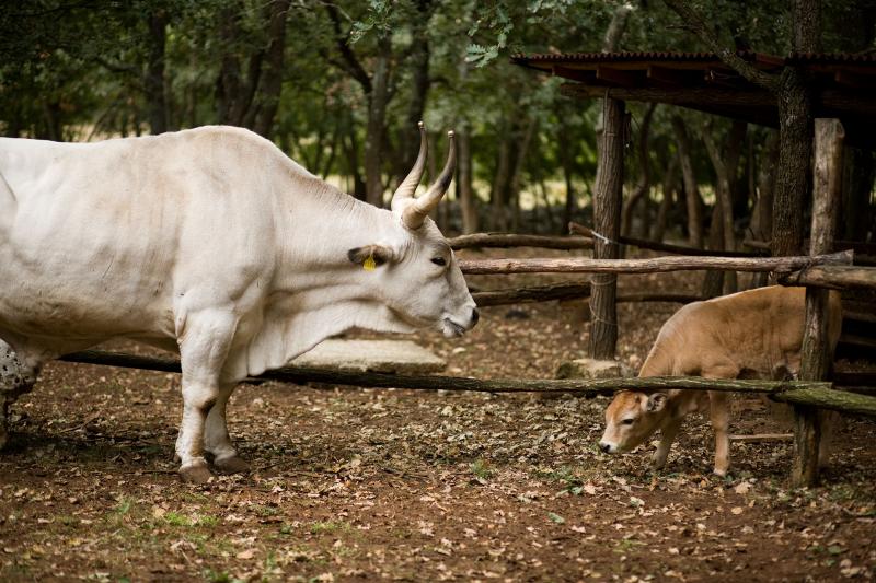 The Meat of the Istrian Ox – boškarin