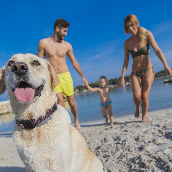 Pet Friendly Poreč