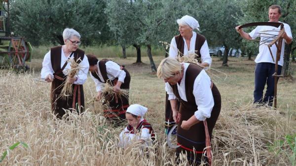 Representation of wheat threshing